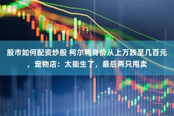 股市如何配资炒股 柯尔鸭身价从上万跌至几百元，宠物店：太能生了，最后两只甩卖